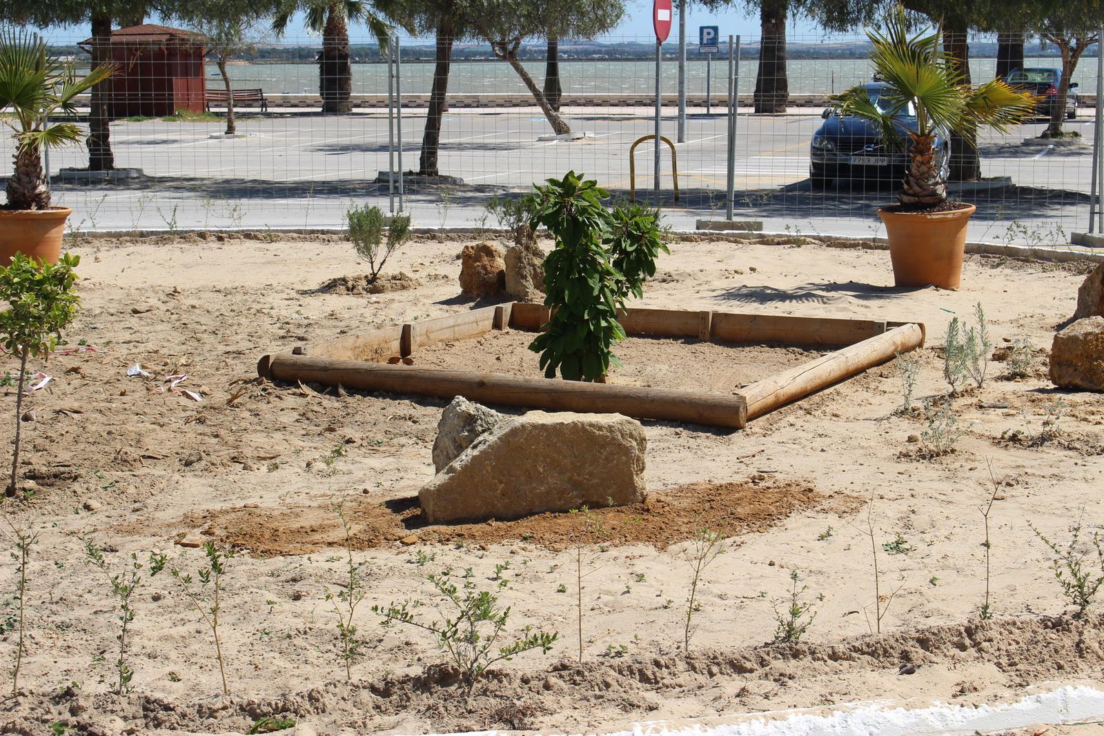 Otra oportunidad para el centenario árbol de la bella sombra