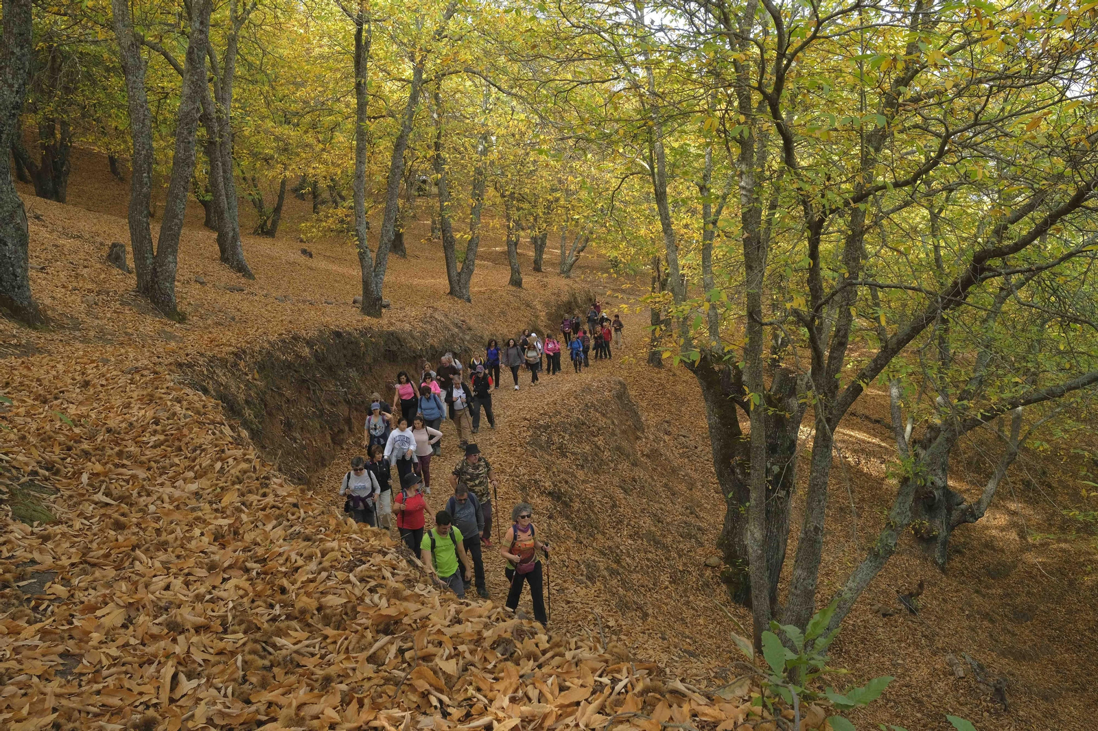 El Bosque de Cobre, en imágenes