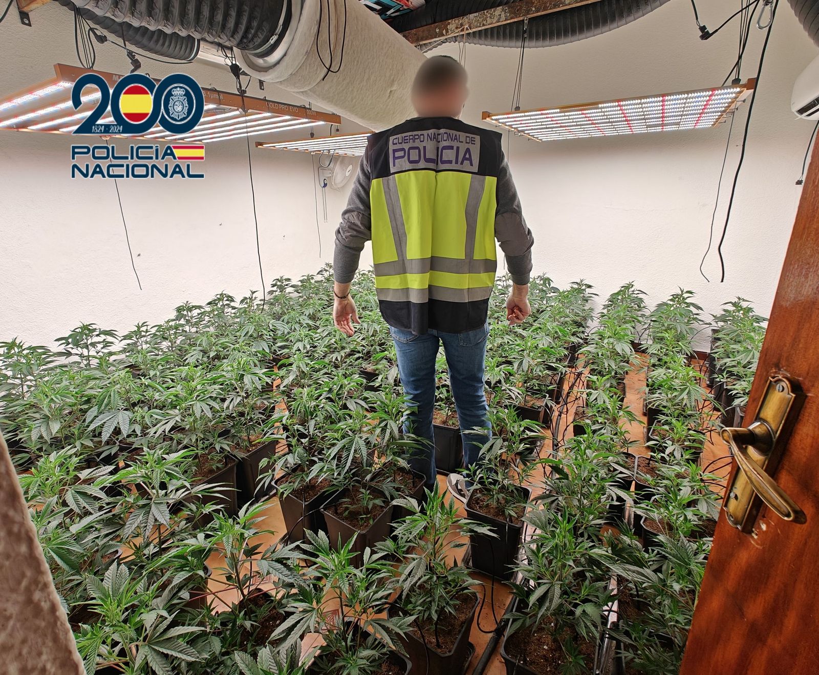 Plantación 'indoor' de marihuana en Jauja.