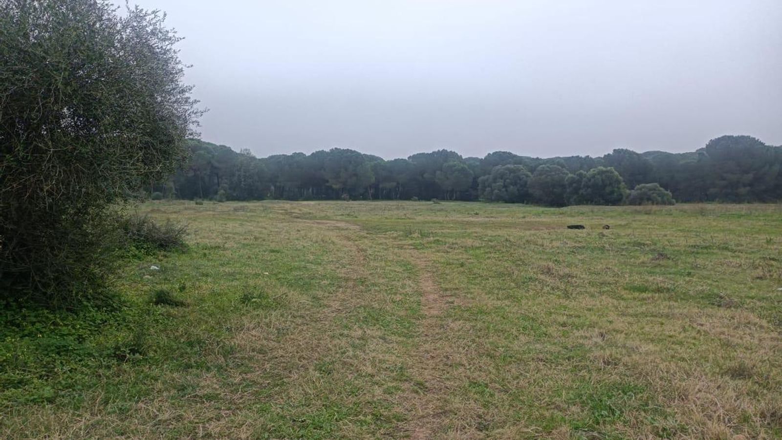 Tramo a través de una pradera. El recorrido se intuye algo.