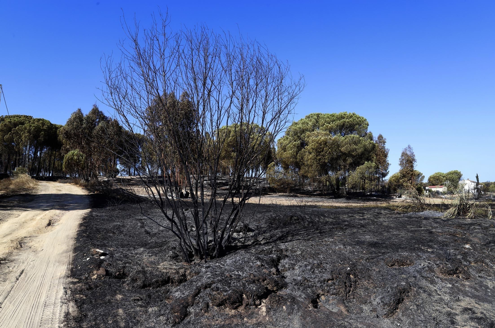 Imágenes de las zonas afectadas por los incendios de Almonte y Bonares