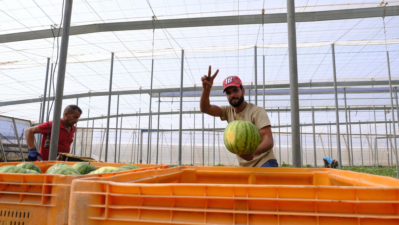 Imágenes de las primeras sandías que salen de Almería esta campaña