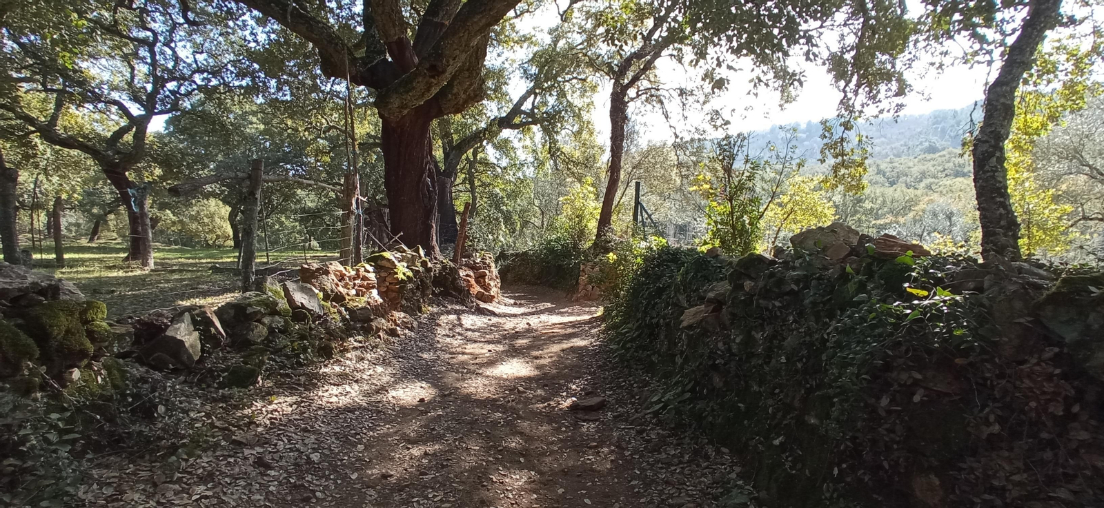 Las imágenes de la ruta de la cascada de Jollarancos y bosque de las letras