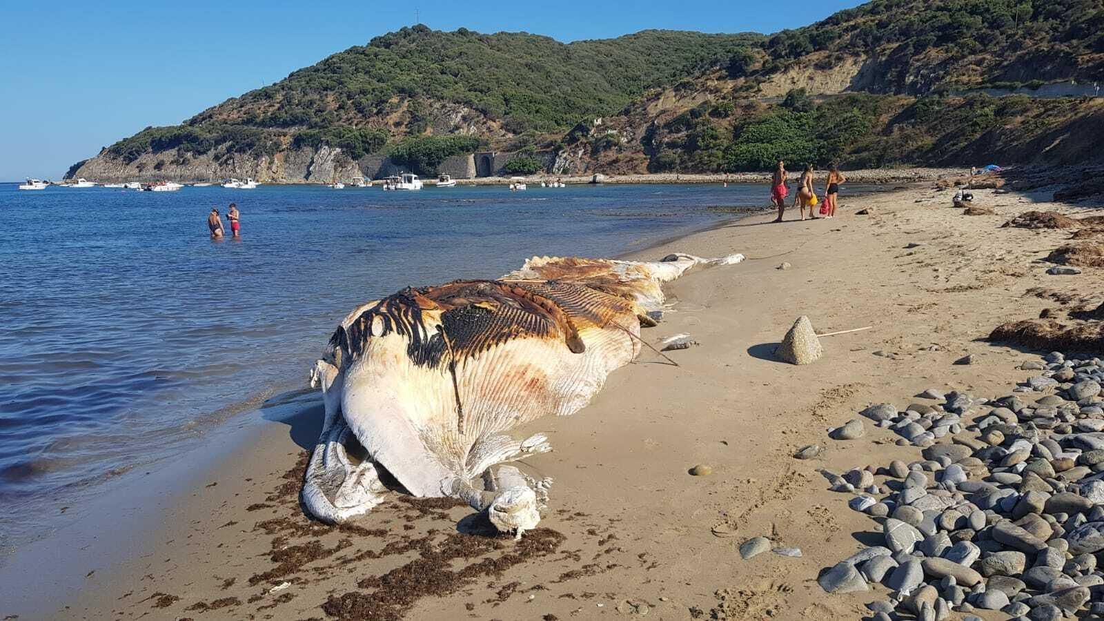 La ballena varada en Getares