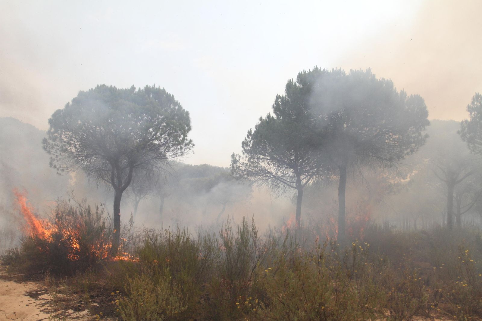 Las imágenes del incendio en Moguer y Mazagón