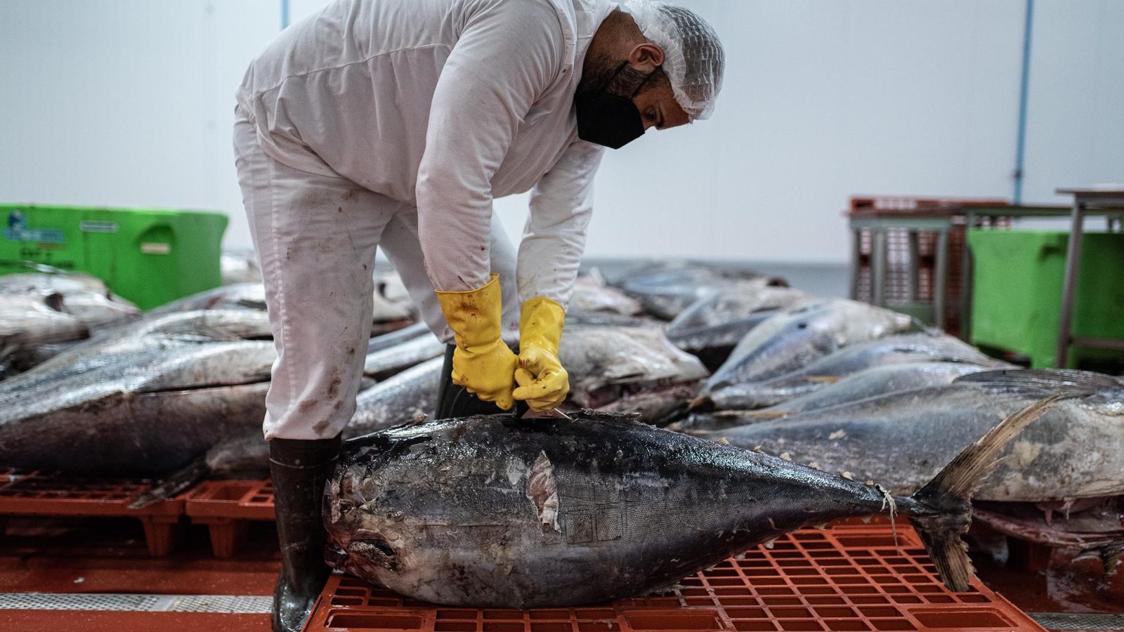 Ronqueo del atún (Ficolumé)