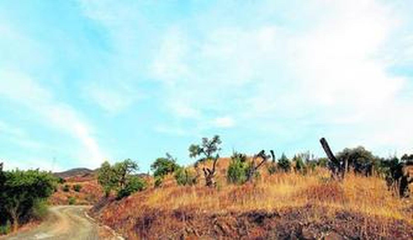 El fracaso anunciado de la reforestación del Guadalmedina