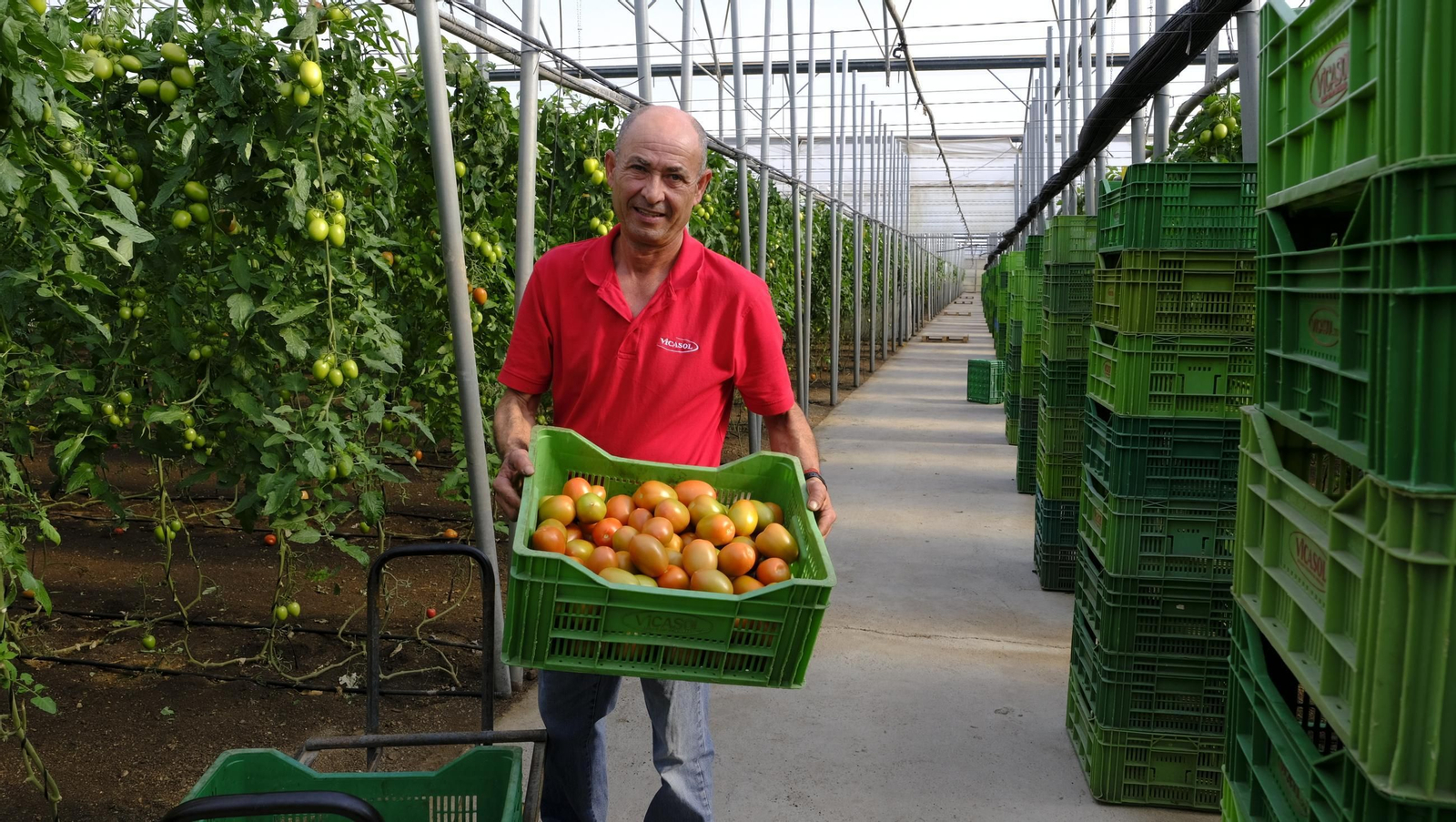 Tomates del campo almeriense para los lineales de los supermercados, en imágenes