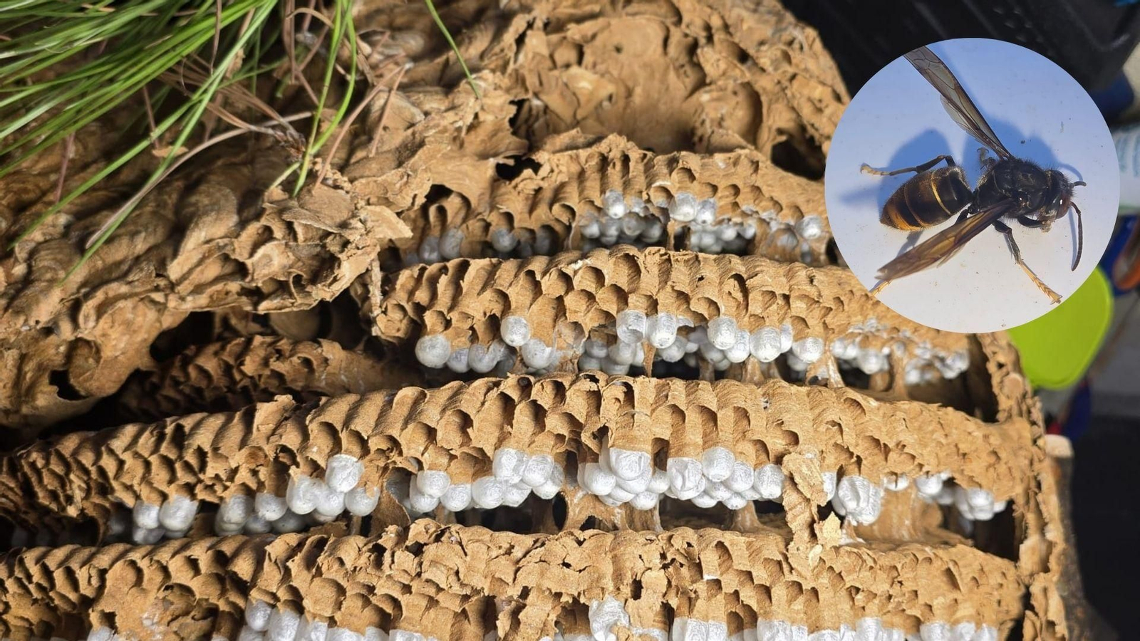 Una imagen del primer nido de avispón asiático retirado en Málaga y un ejemplar.