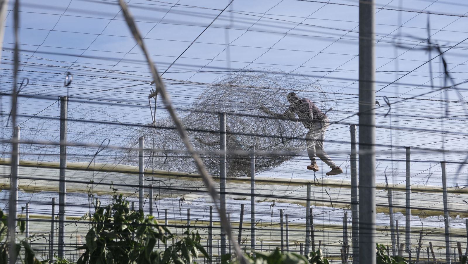 Los efectos del temporal de viento en los invernaderos, en imágenes