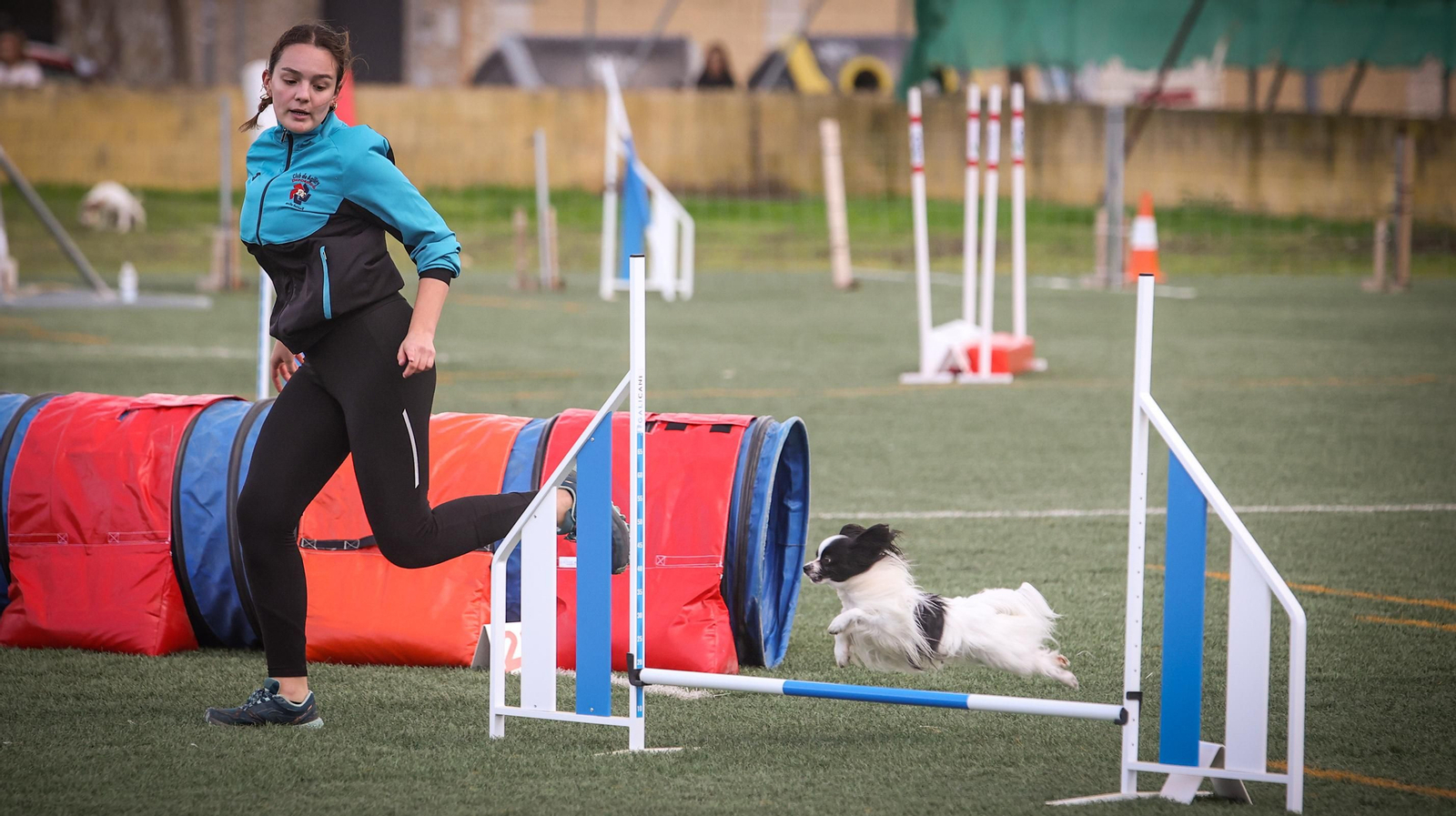 Habilidad canina en la prueba puntuable para el Campeonato de España de 'Agility' celebrado en Jerez Habilidad canina en la prueba puntuable para el Campeonato de España de 'Agility' celebrado en Jerez