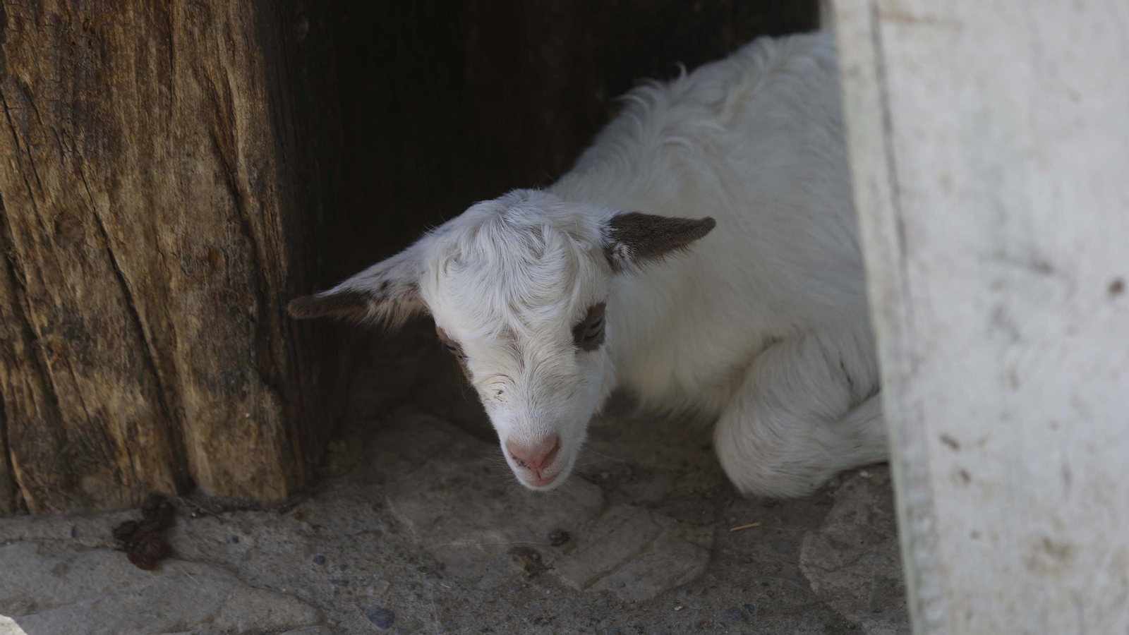 Las fotos del tigre de bengala, en la reserva "La pequeña África"