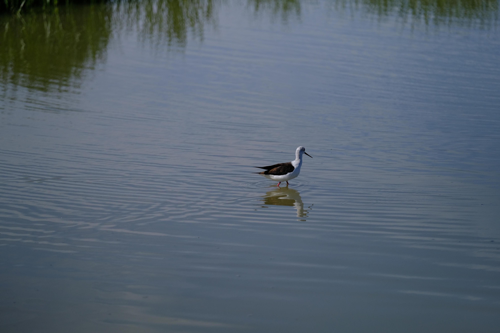Miles de flamencos llegan a Fuente de Piedra tras las lluvias, en fotos.
