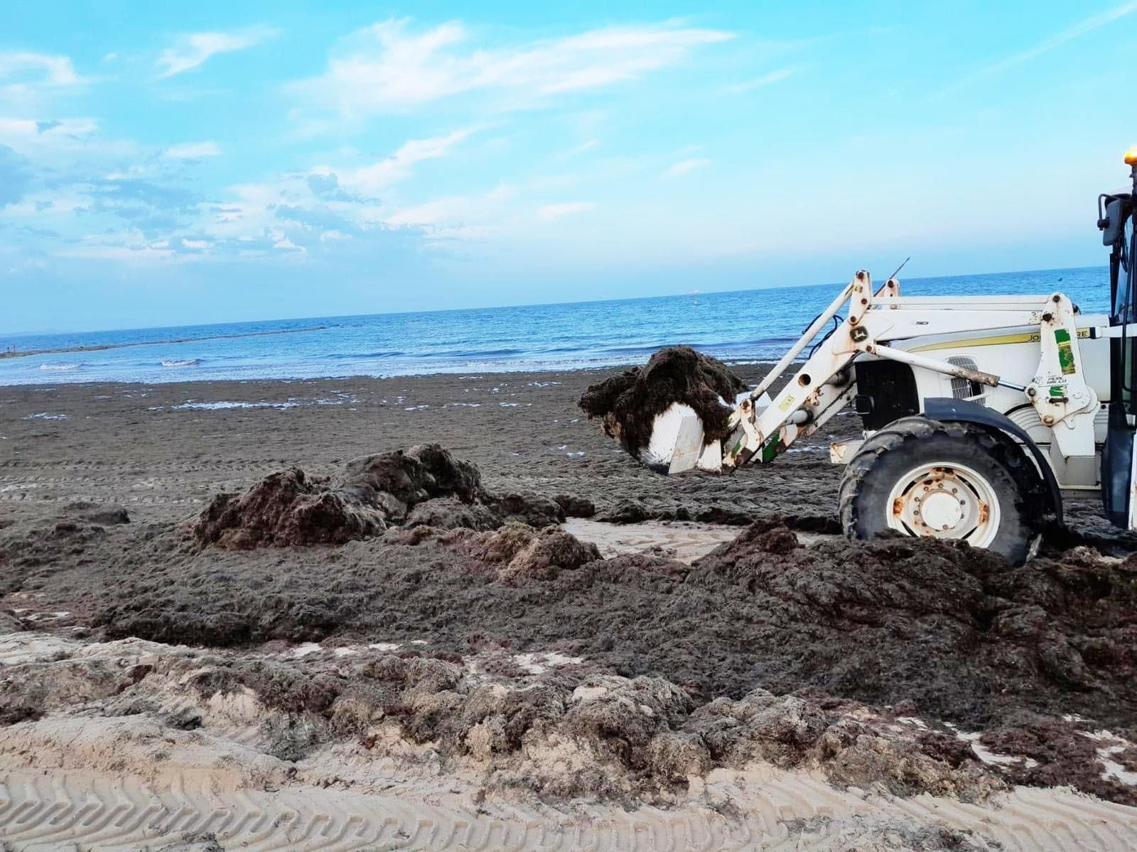 Una máquina recoge algas en el litoral portuense.