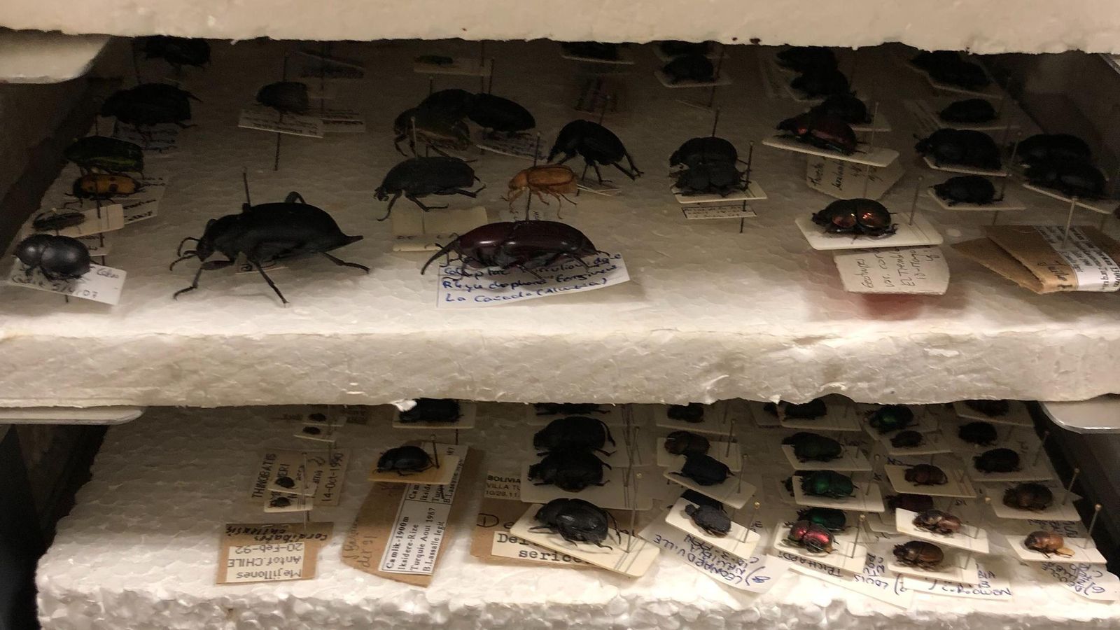 Ejemplares donados a las colecciones zoológicas del patrimonio científico-técnico de la UGR