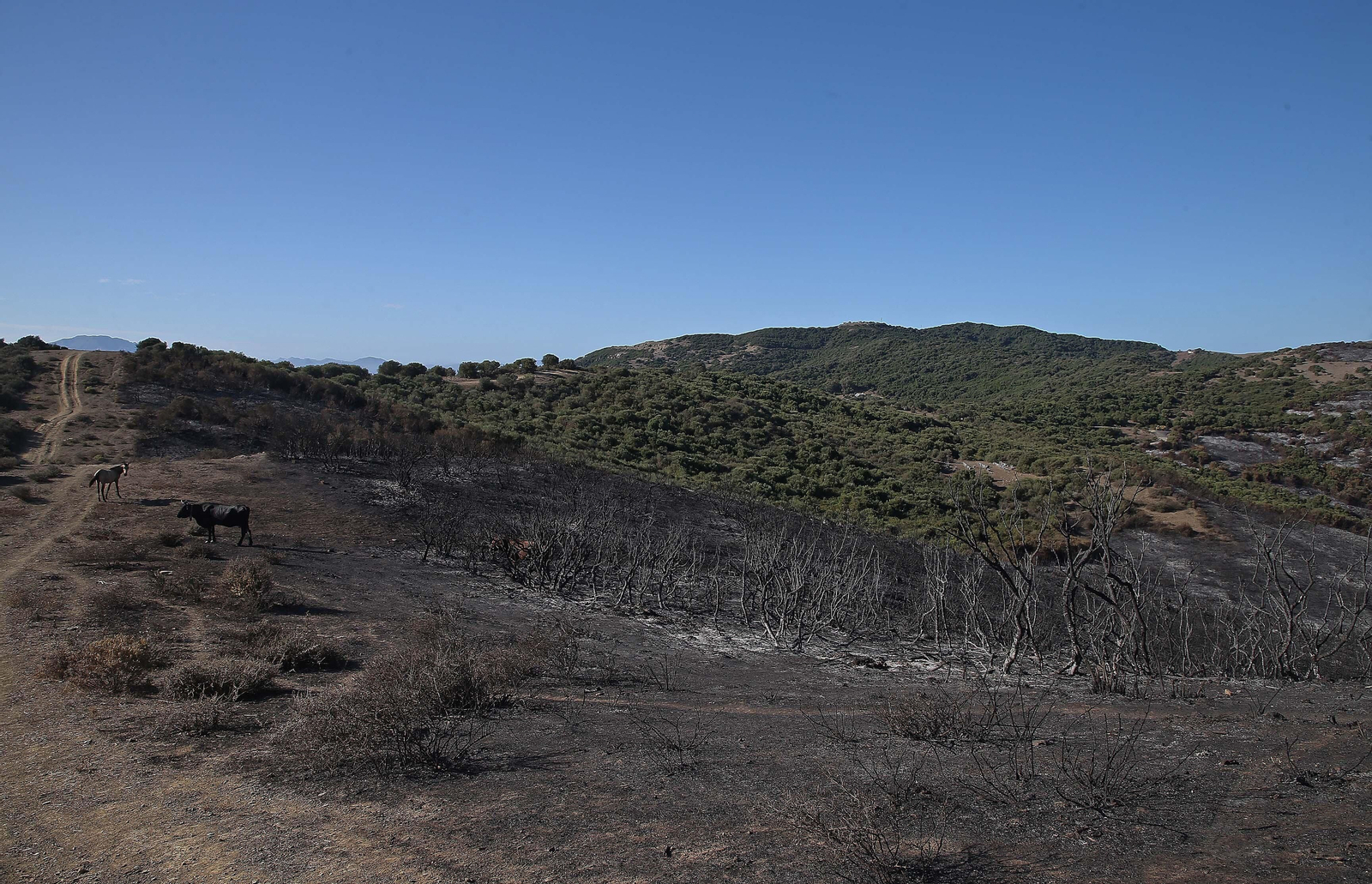 El impacto del incendio forestal de Algeciras, en imágenes