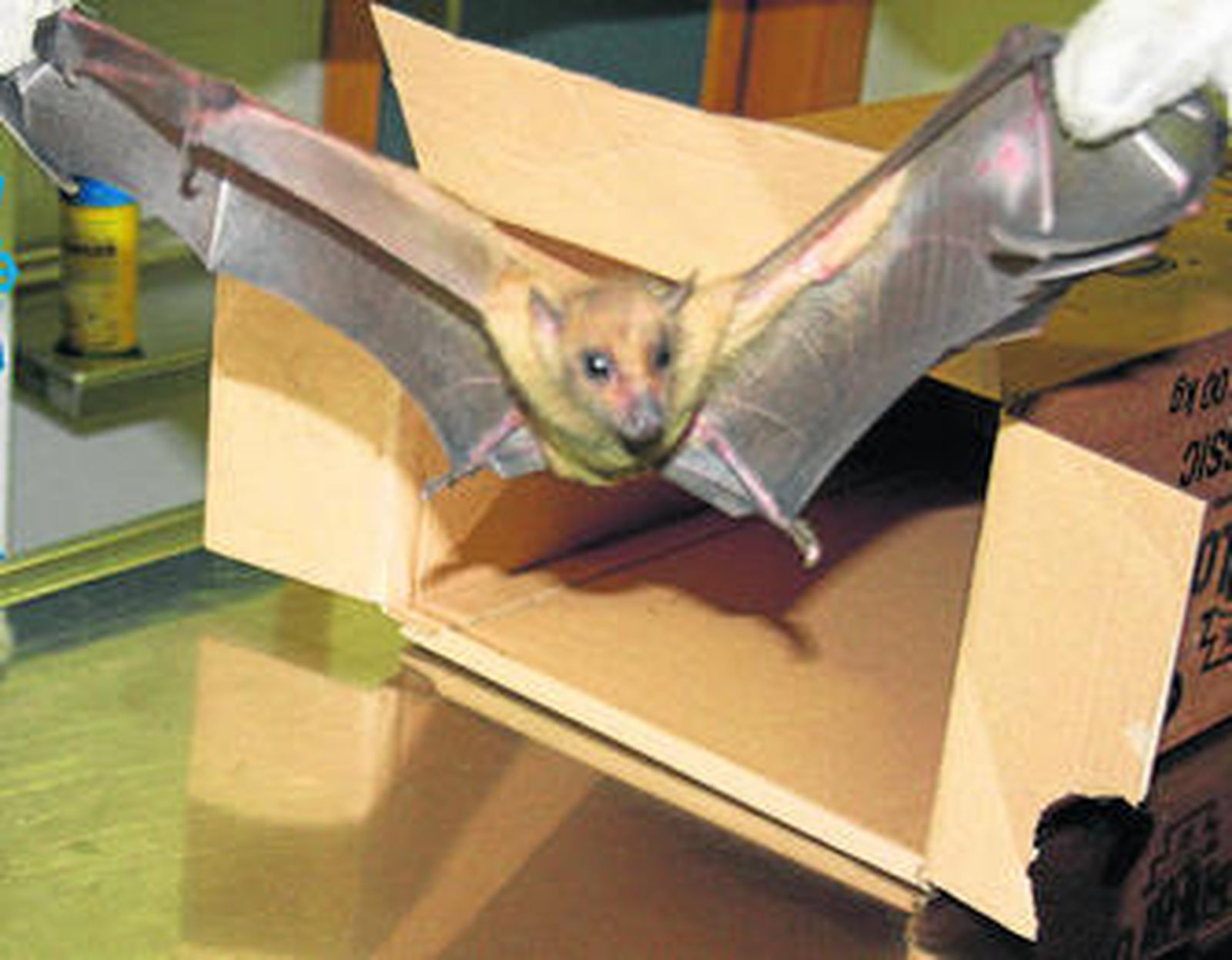 Un agente de la Policía Local muestra el murciélago atrapado.