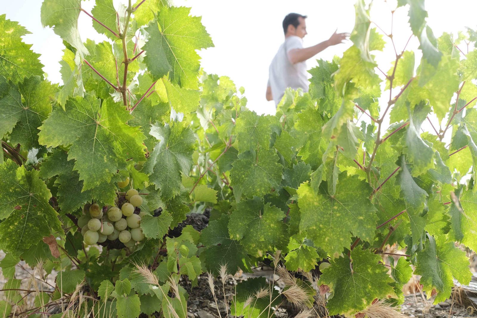 La vendimia de la Axarquía, en fotos