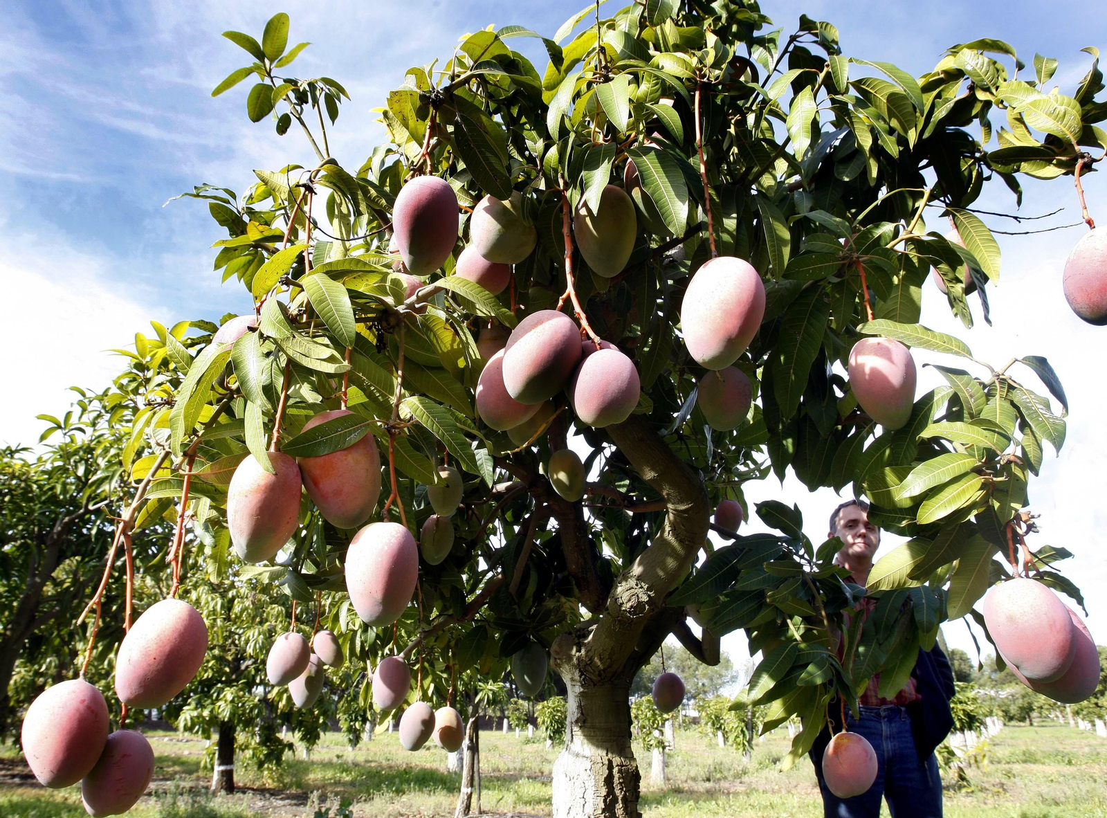 Un cultivo de mangos, en la Axarquía.