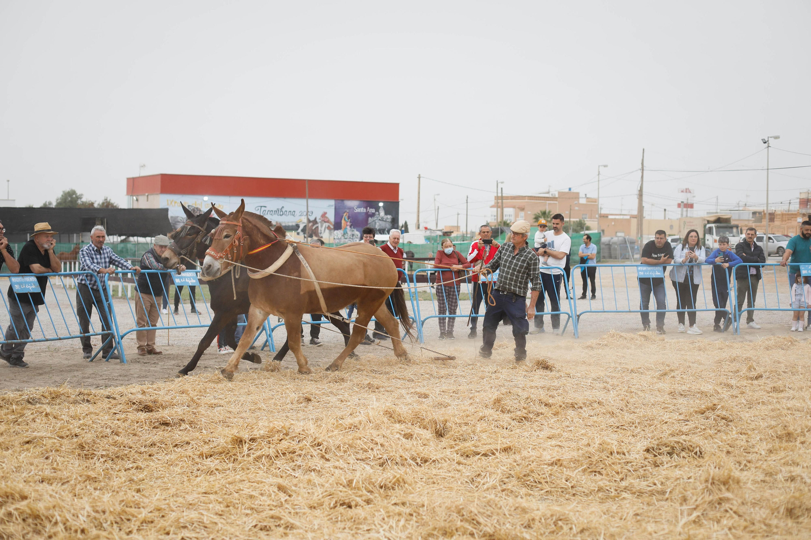 Galería de la Feria  de ganado en Tarambana