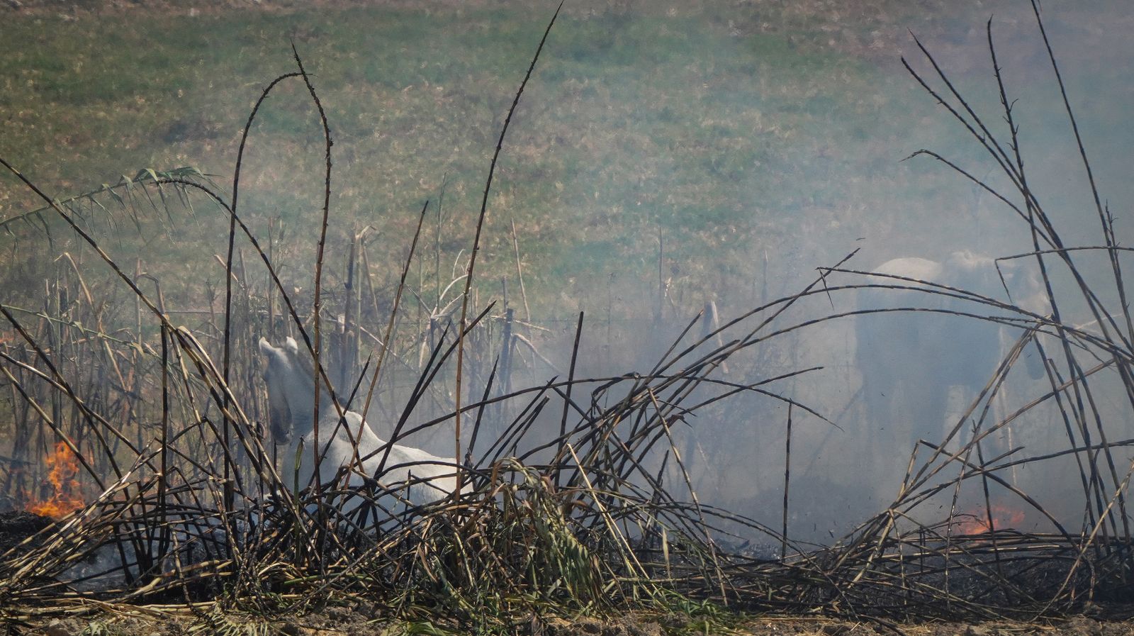 Así fue la salvación de las llamas de una manada de caballos en La Teja
