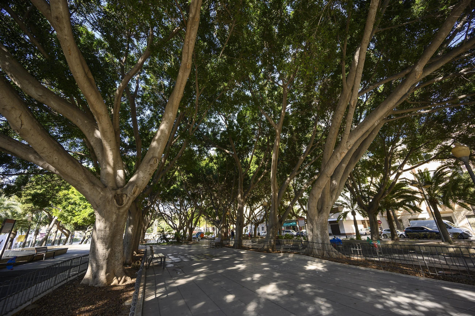 Ficus centenarios del parque Nicolás Salmerón.