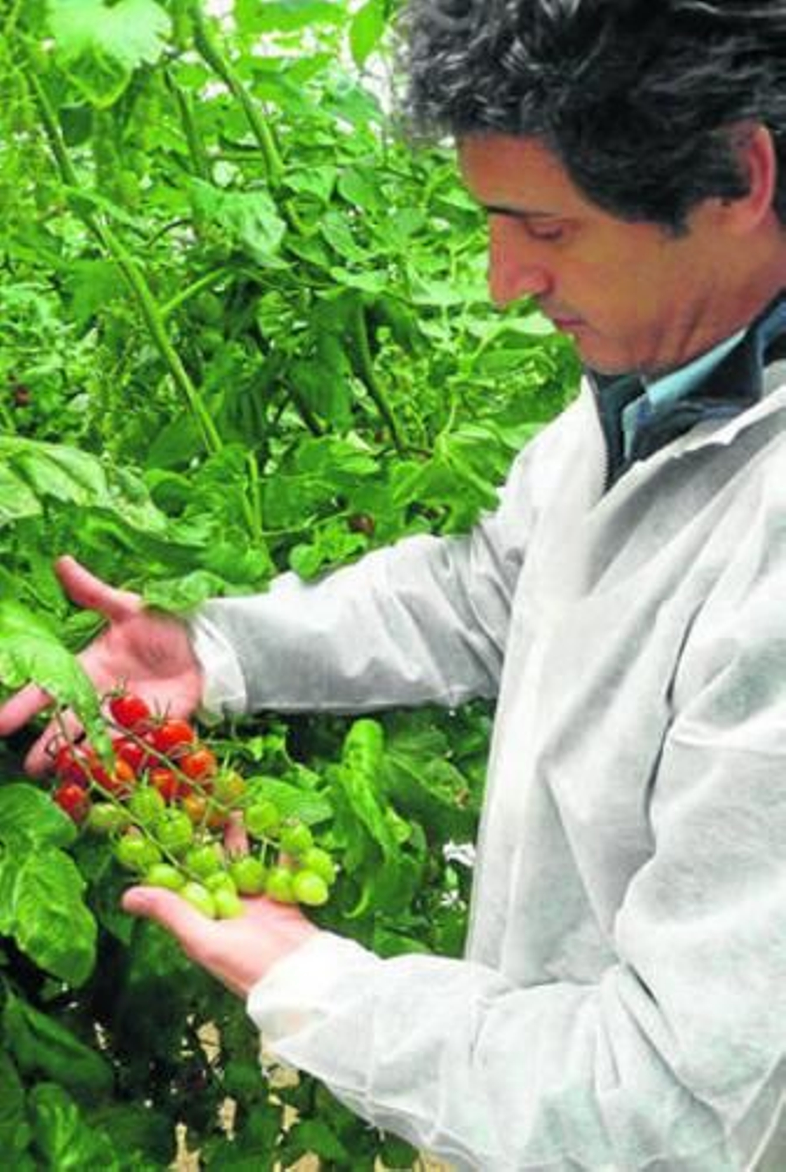 David Murcia muestra la variedad de tomate 'Angelle'.