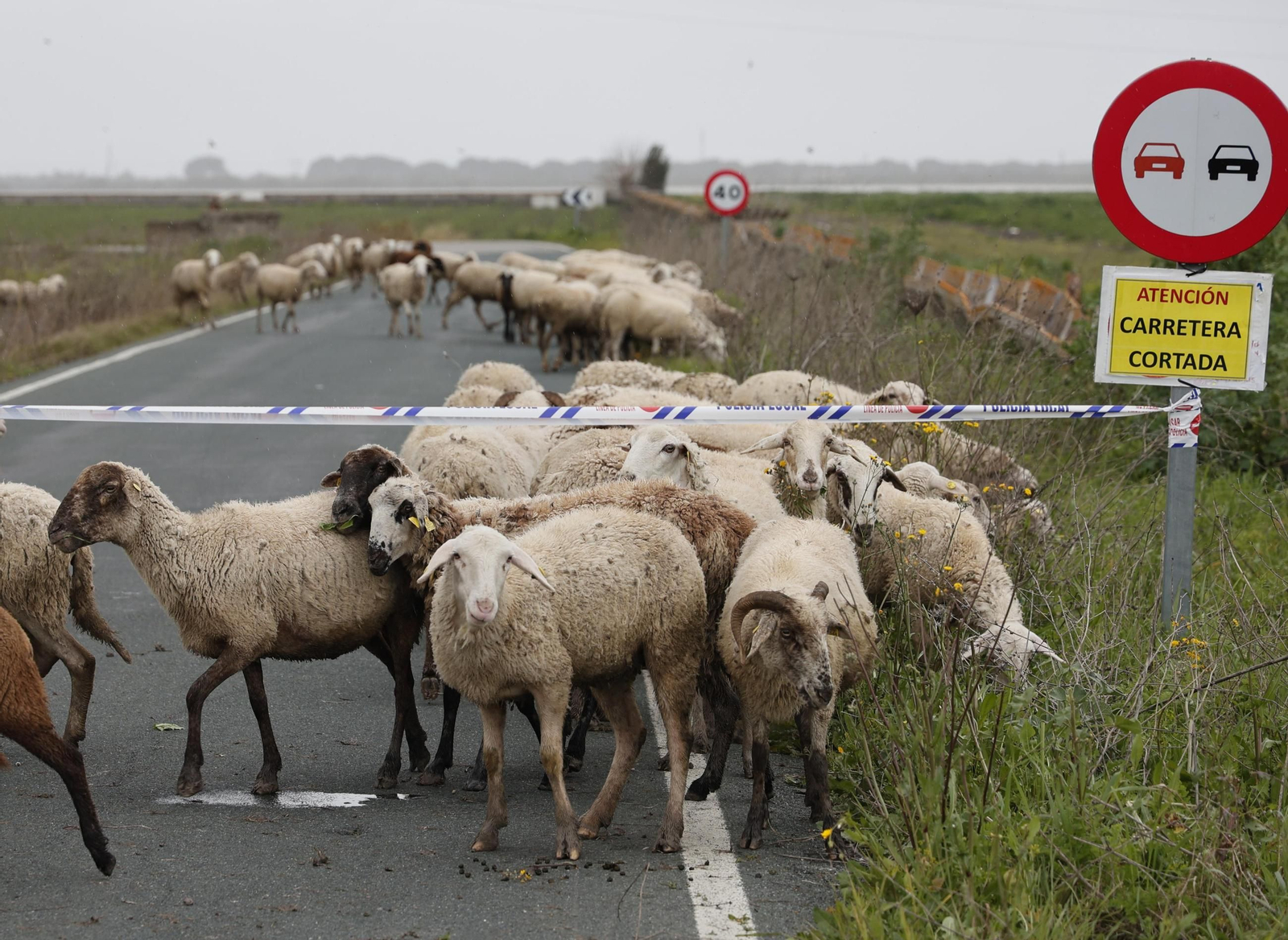 Las imágenes de las inundaciones en Los Palacios y las Cabezas de San Juan