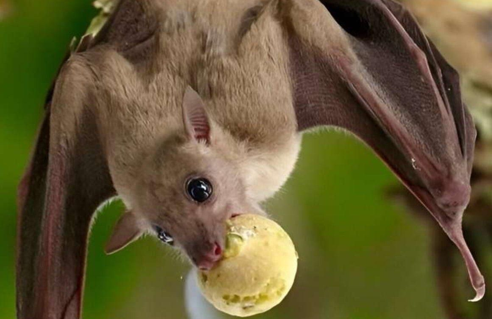 Murciélago.