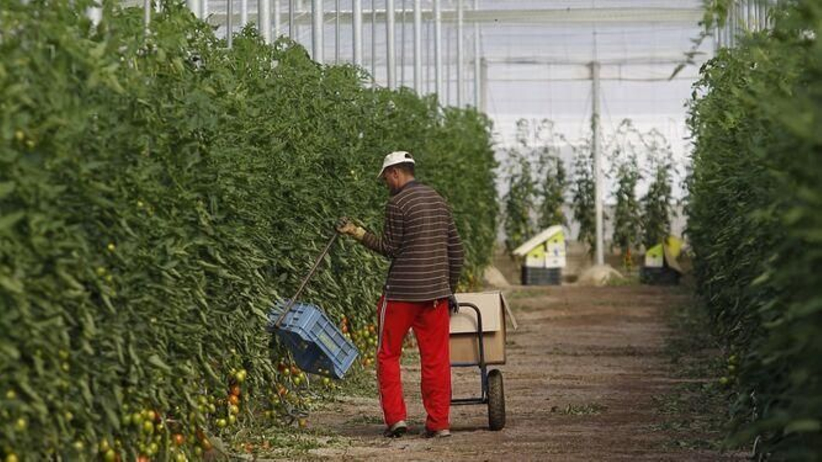 Agricultura y servicios amparan estas cifras en Almería.