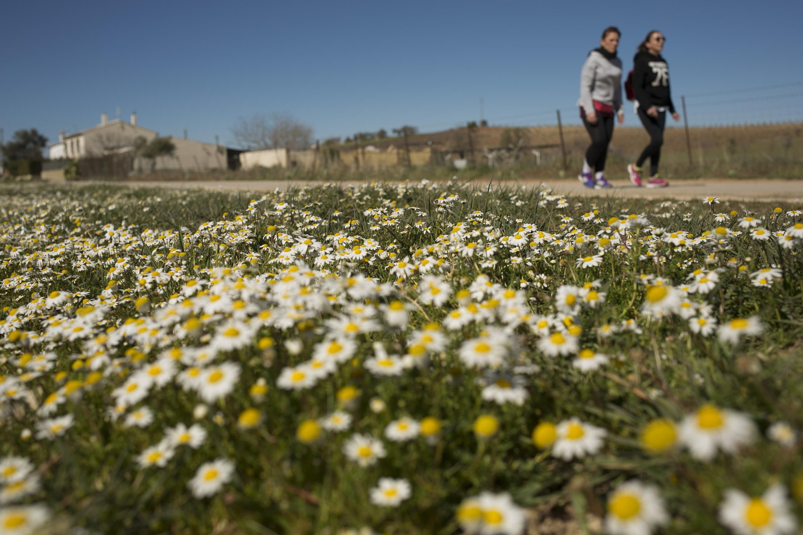 Imágenes de la primavera adelantada en Málaga