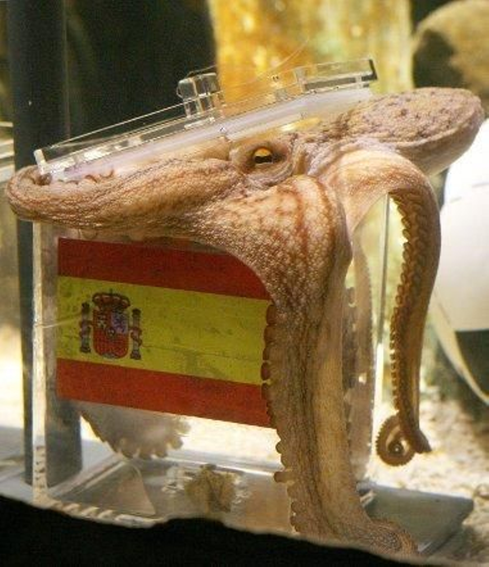 Paul ve a España campeona