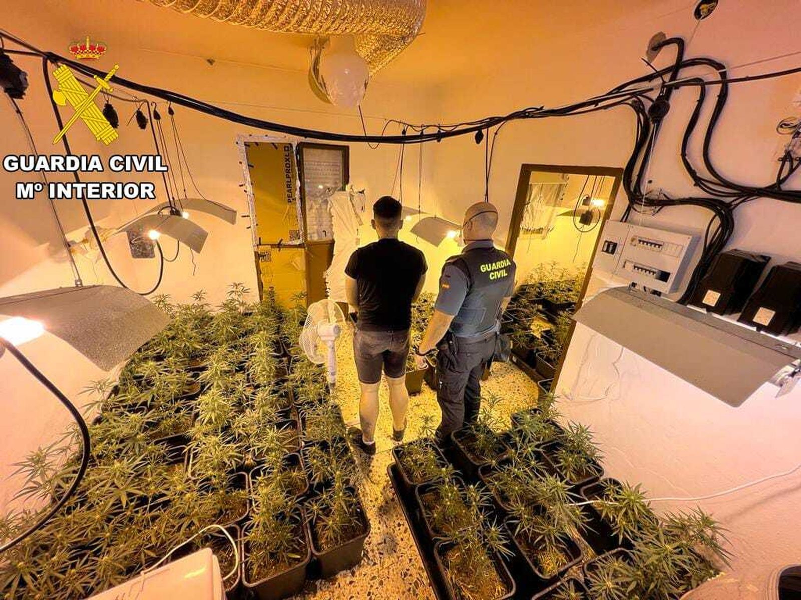 Imagen de la plantación desmantelada de marihuana en Algodonales