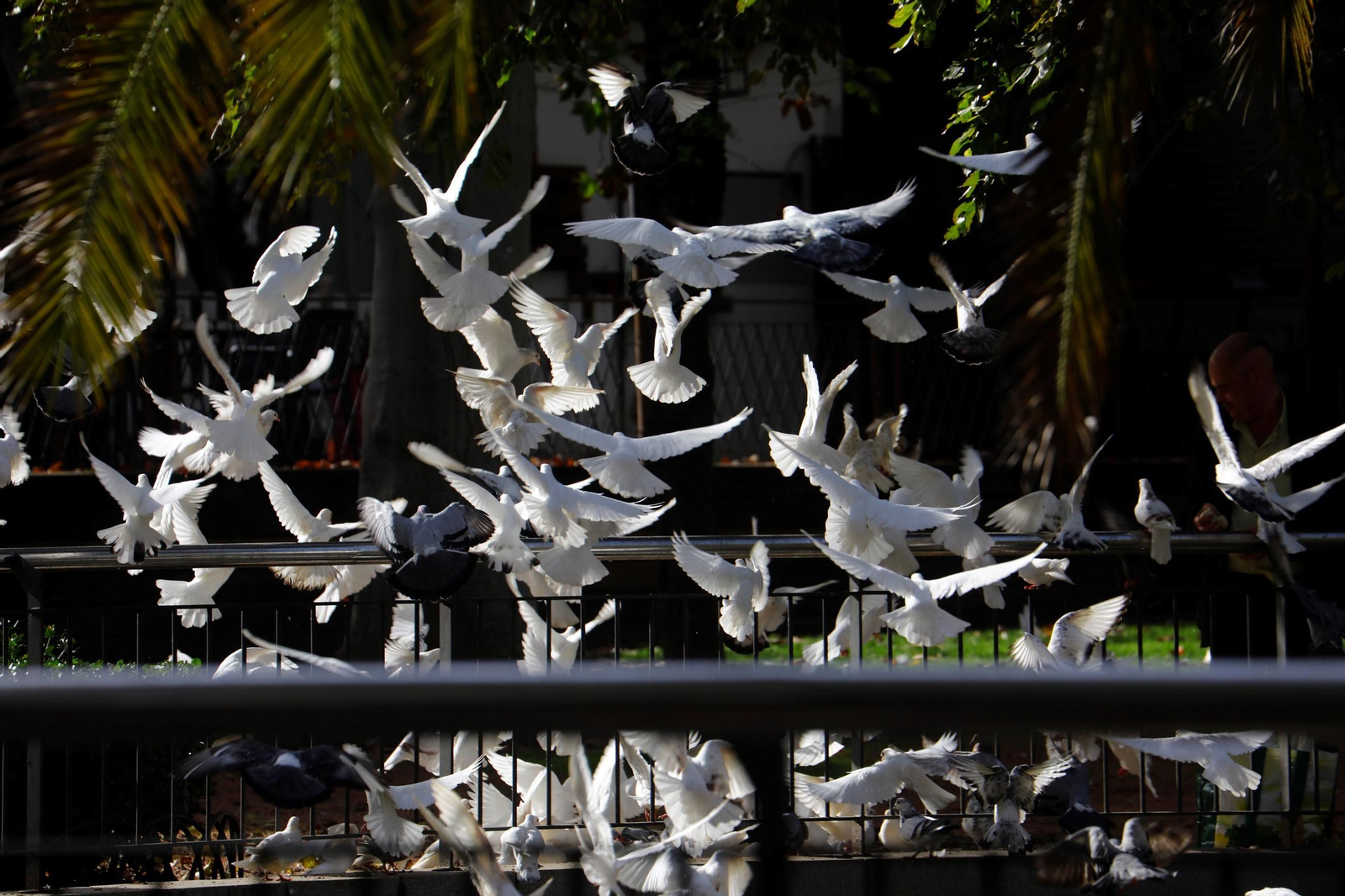 La belleza de los Jardines de la Agricultura de Córdoba, en imágenes