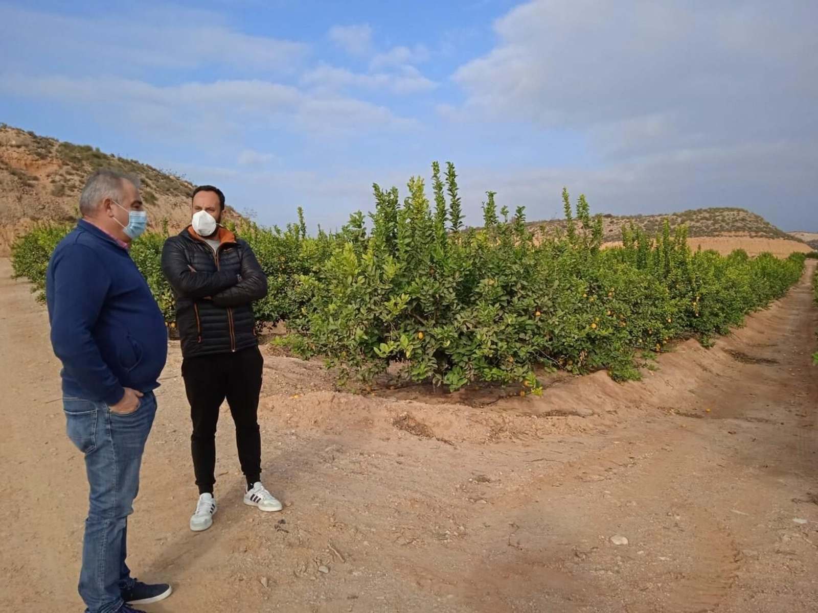 El presidente de Asaja Almería, Antonio Navarro, visita una explotación de cítricos en el levante almeriense