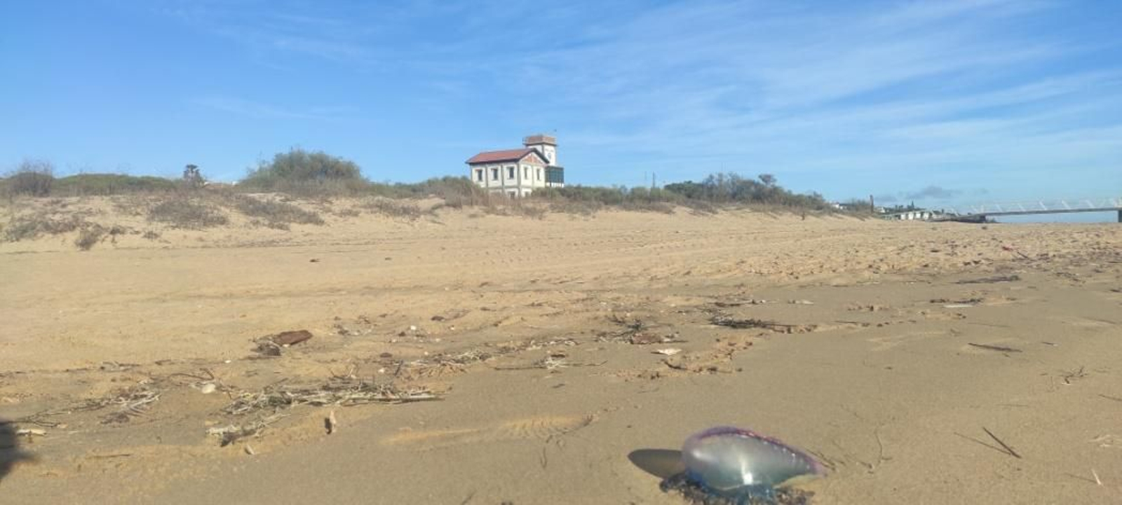 Ejemplar de carabela portuguesa en la playa de Mazagón.