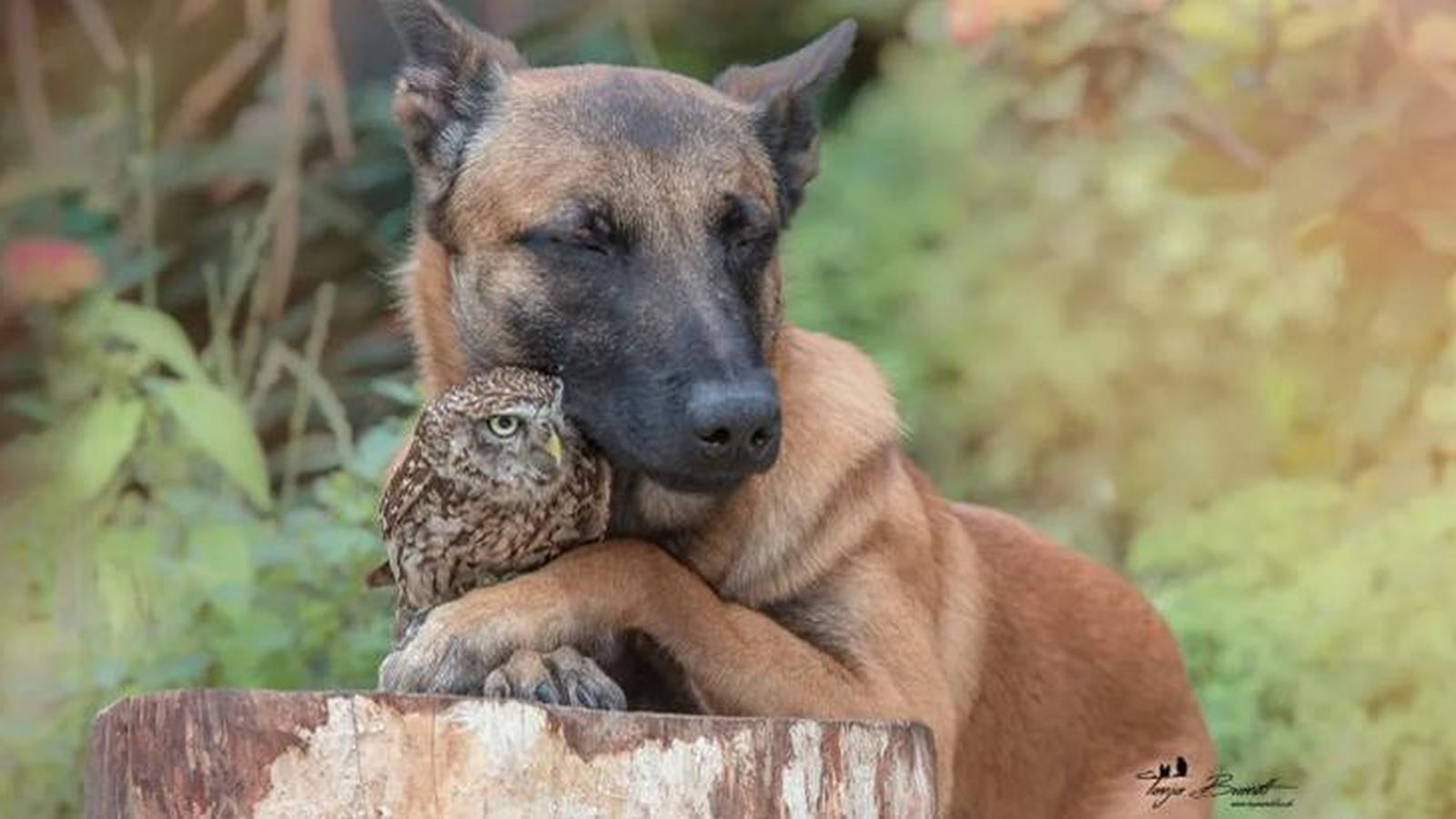 Sesión fotográfica de Ingo y los búhos