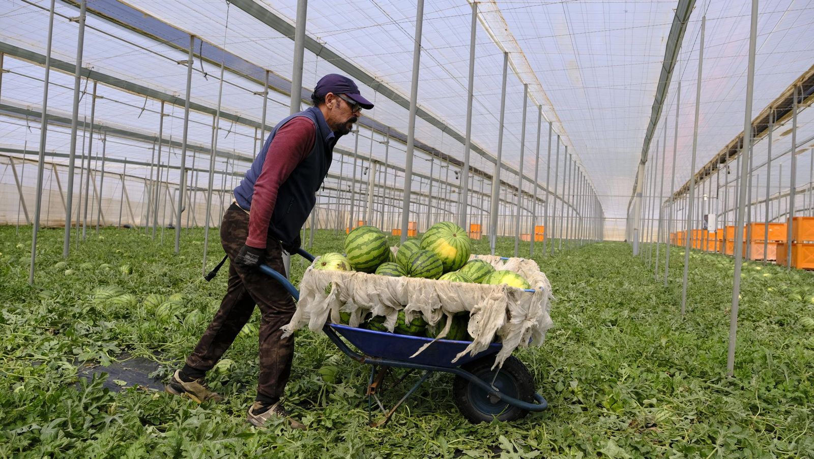 Imágenes de las primeras sandías que salen de Almería esta campaña