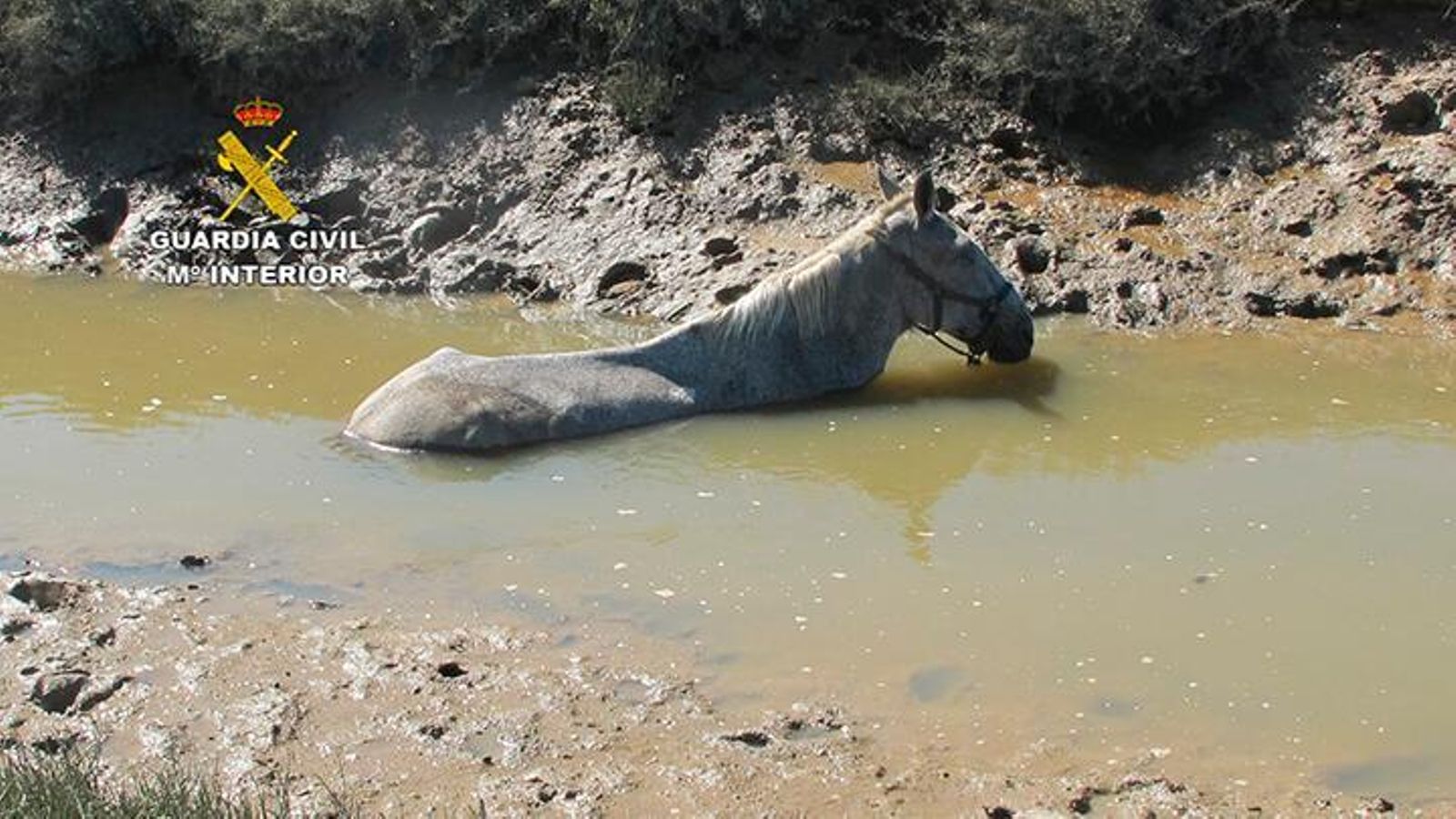Caballo atrapado en el fango antes de ser rescatado con urgencia por la subida de la marea.