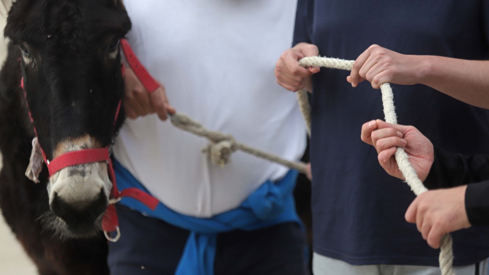 Sesión  de burroterapia con usuarios de Asansull en Palmones