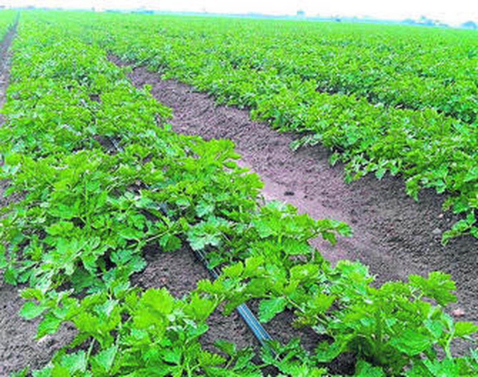 Plantaciones con Taldrip, de fabricación propia en Almería.