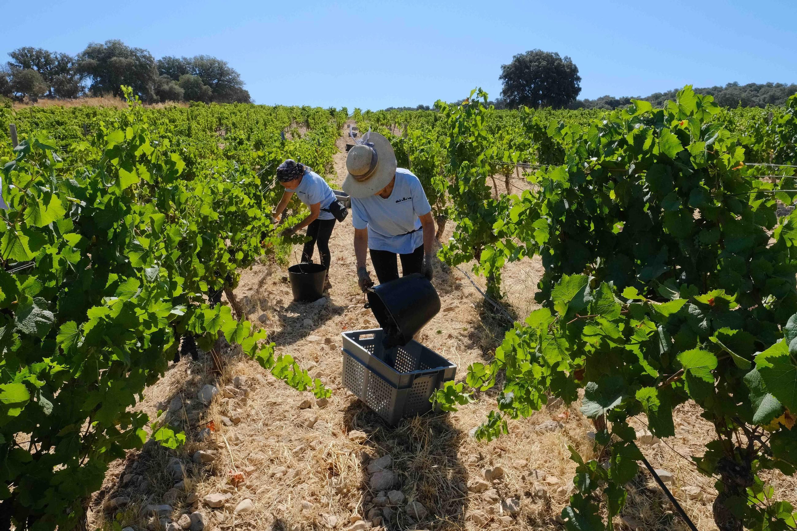 Vendimia en la Serranía de Ronda