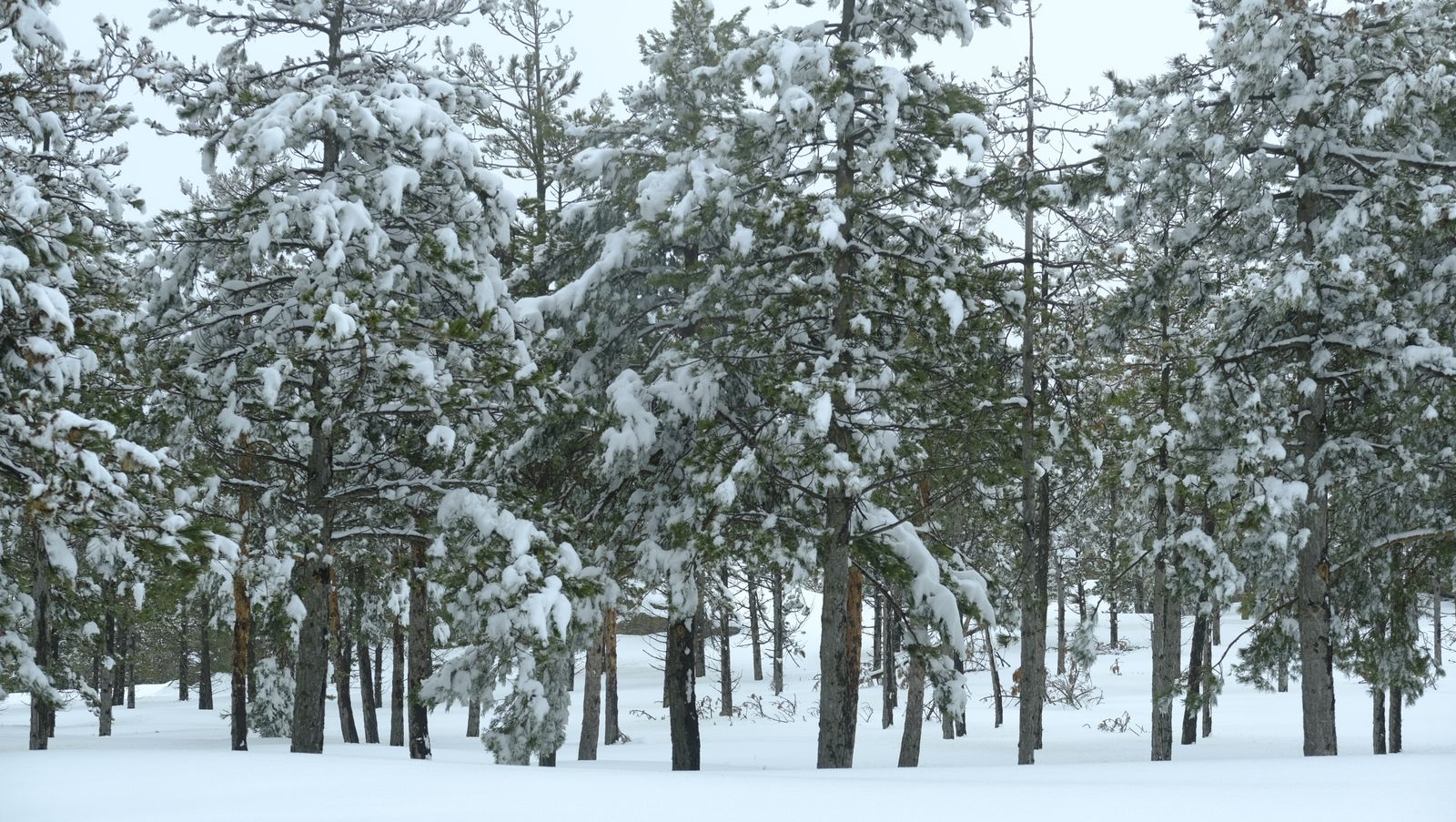 Imágenes del temporal de nieve en la provincia de Almería.