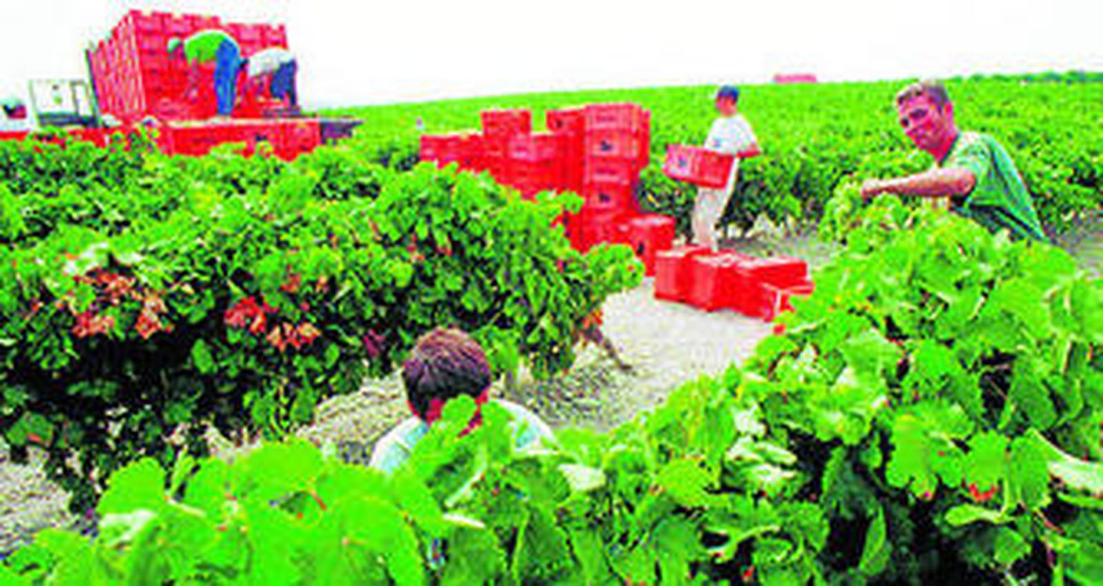 Labores de vendimia manuales y a pleno día, una práctica que están condenada a verse cada vez menos.