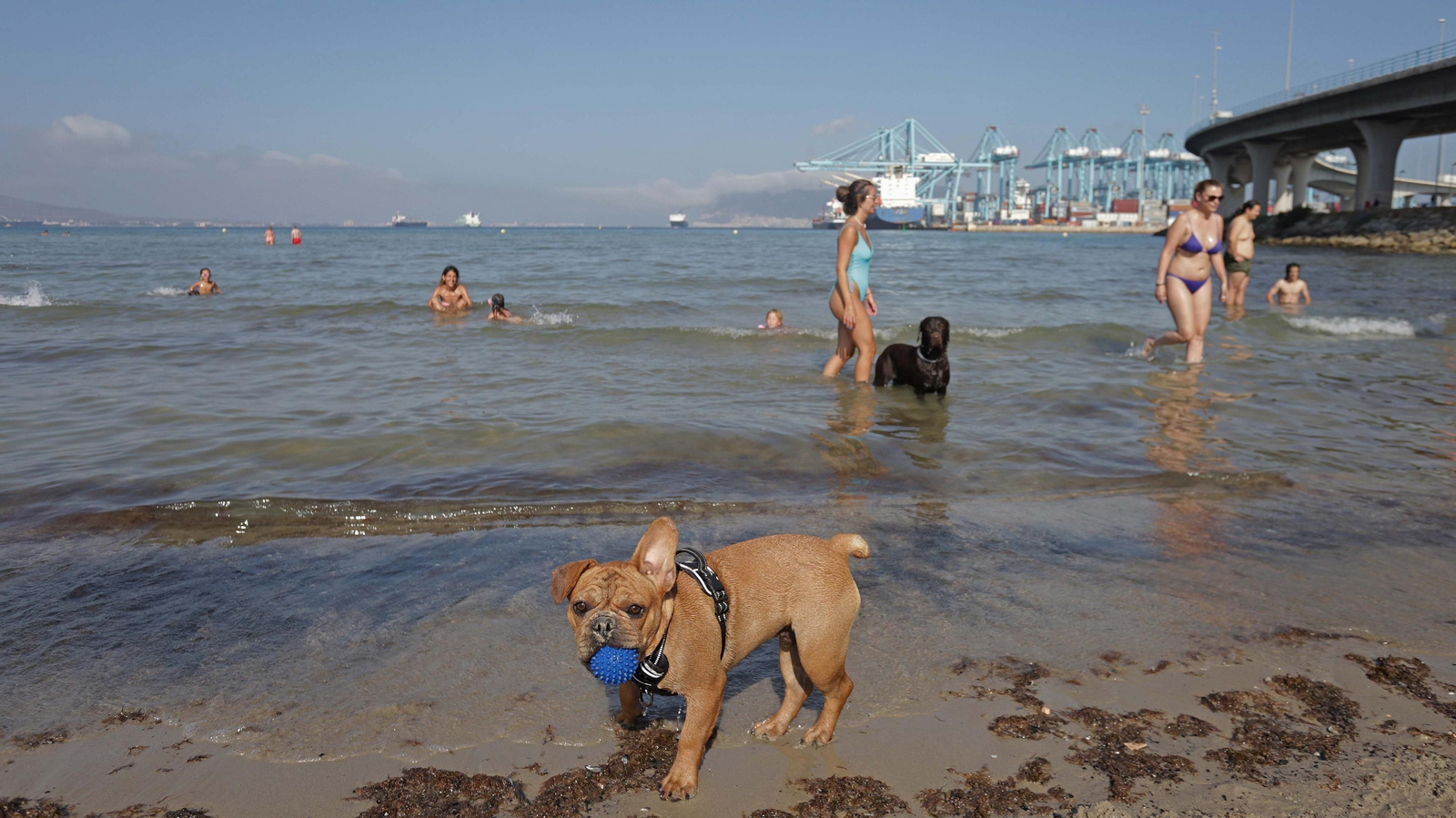 Fotos de la  la nueva zona de merendero y la playa canina en La Concha
