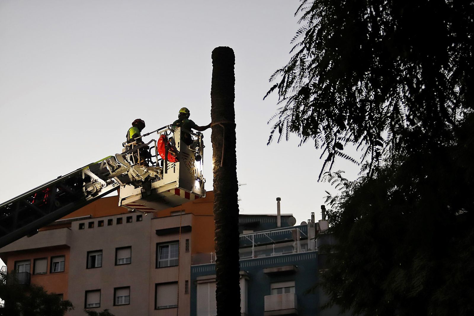 Unos operarios talando la palmera.