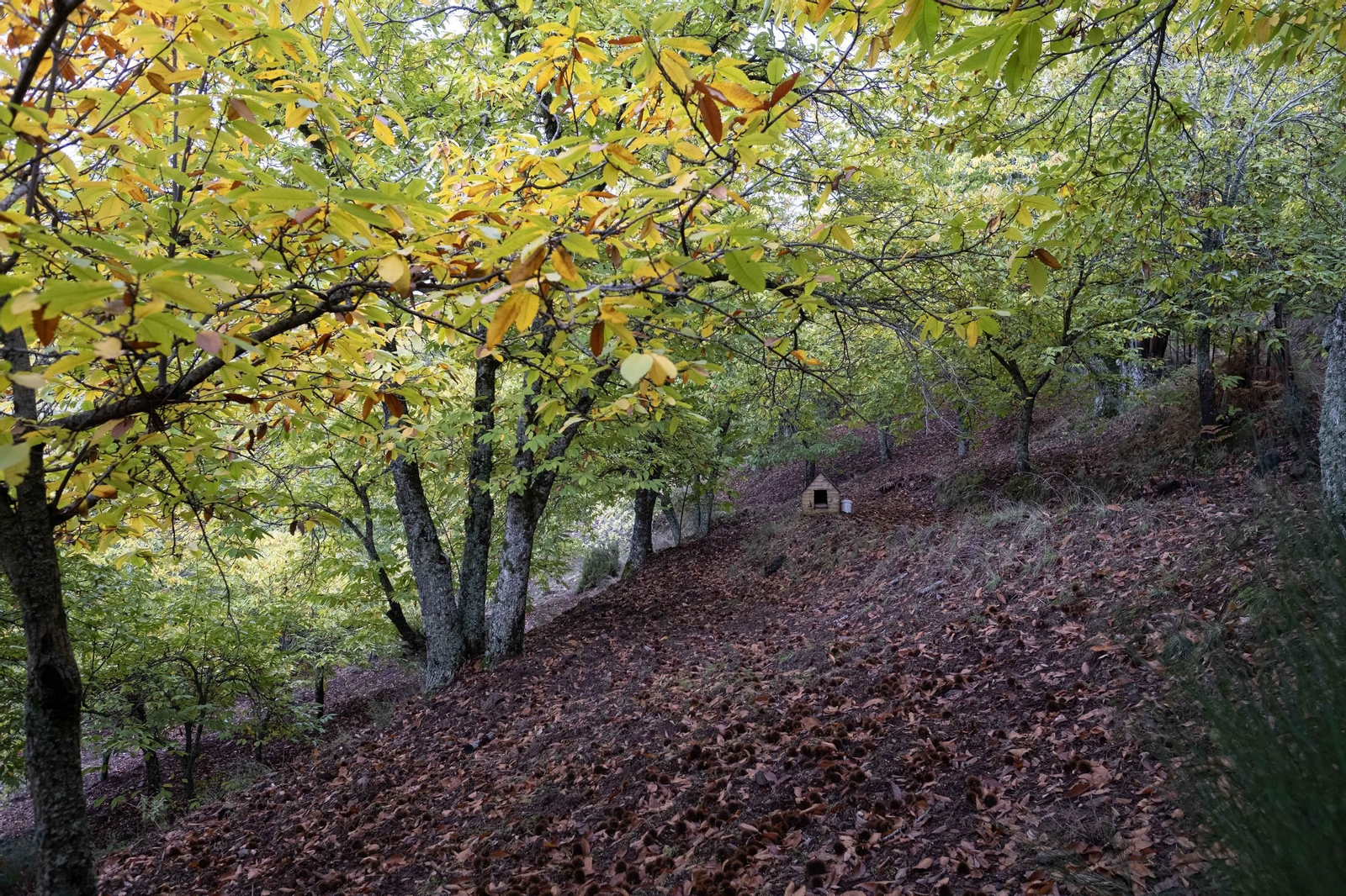 El Bosque de Cobre del Valle del Genal, en fotos