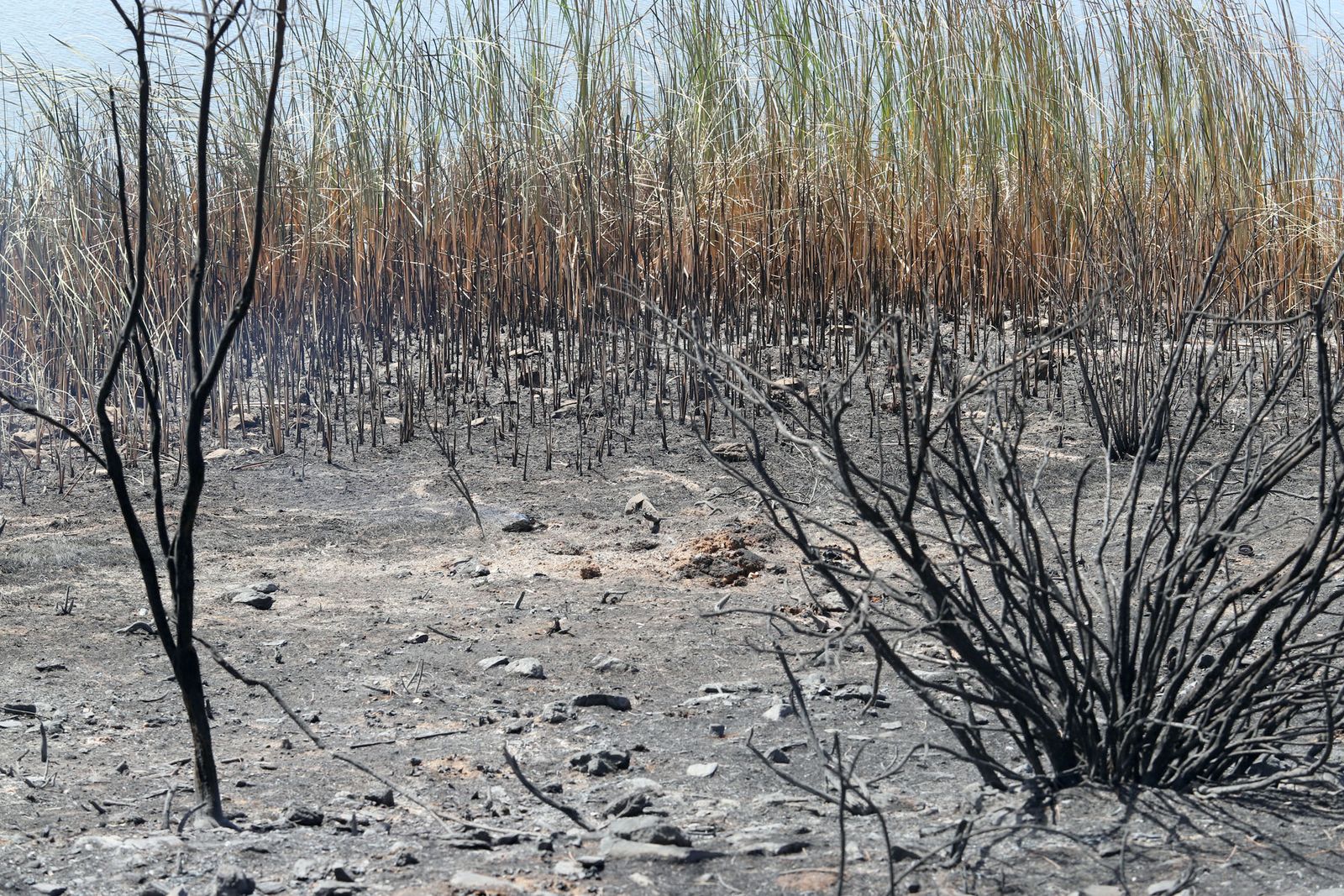 Imágenes de la devastación que deja a su paso el incendio de Almonaster la real.