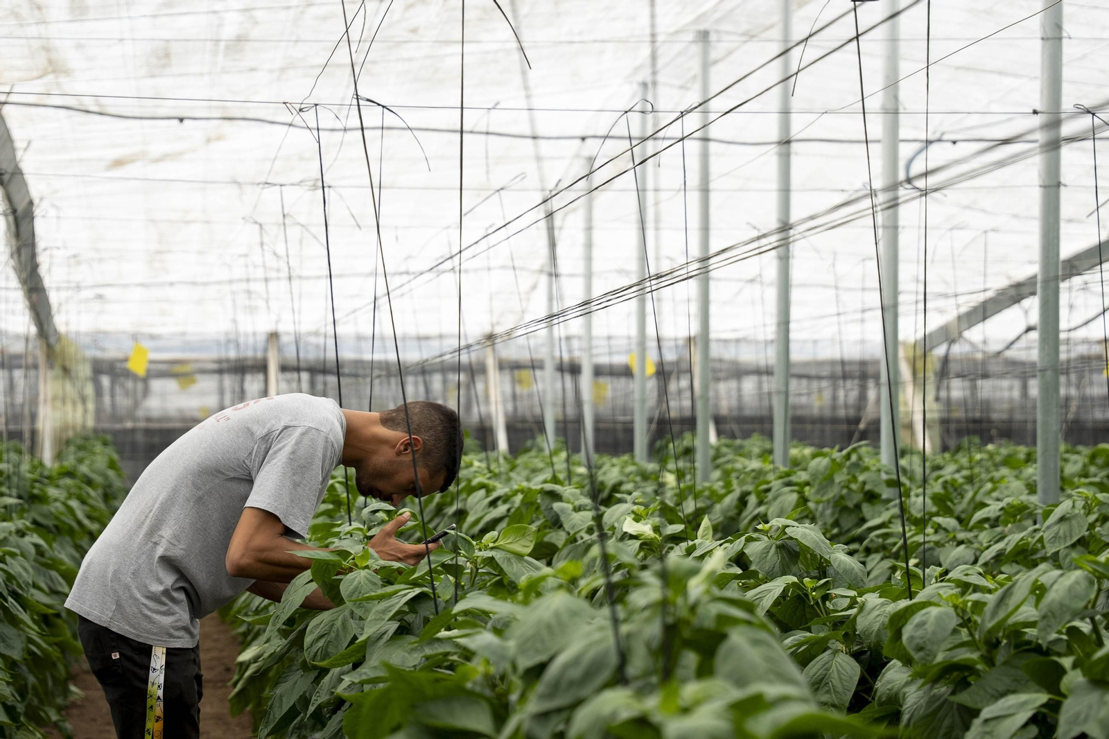 Las imágenes de la suelta de bichos depredadores para la lucha biológica en invernadero por Agrobio