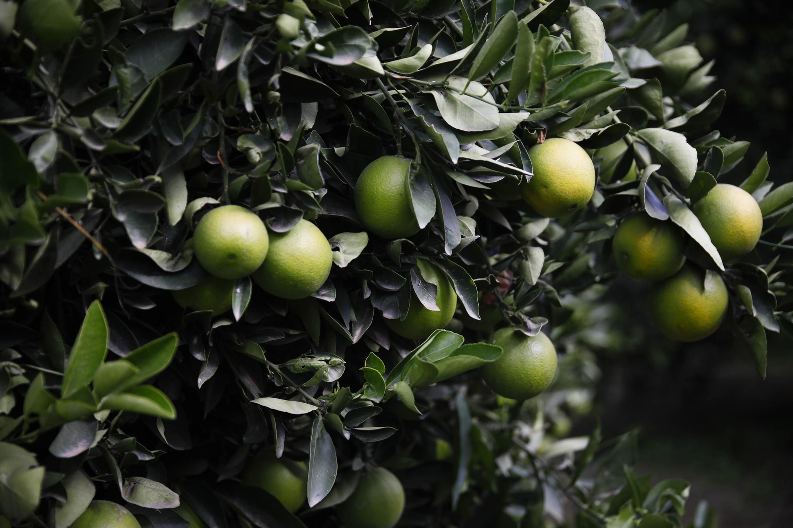 Las naranjas de Íllar, en imágenes